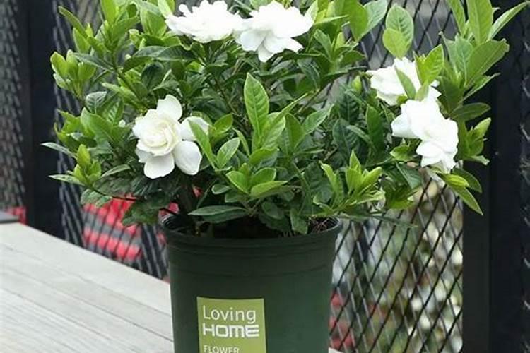 水溶肥最好的三个牌子