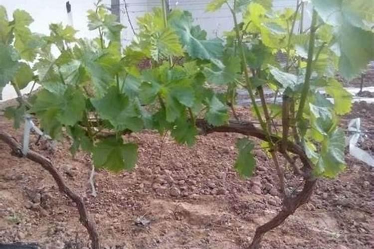 肥料十大名牌玉米专用肥