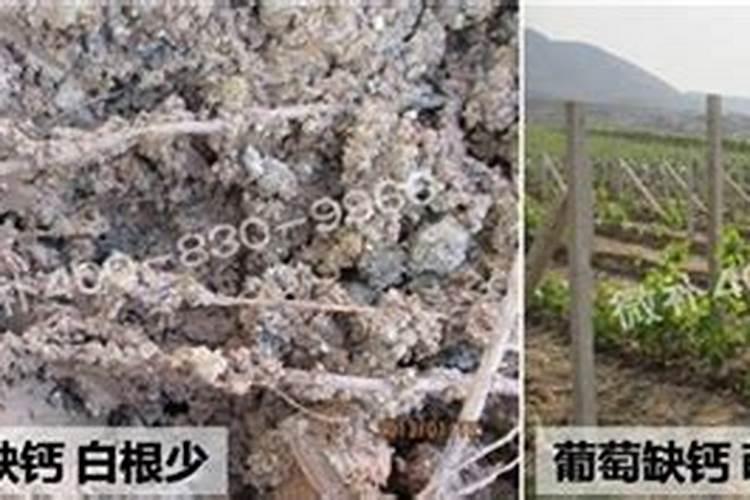 尿素和硝酸铵钙哪个肥效期长