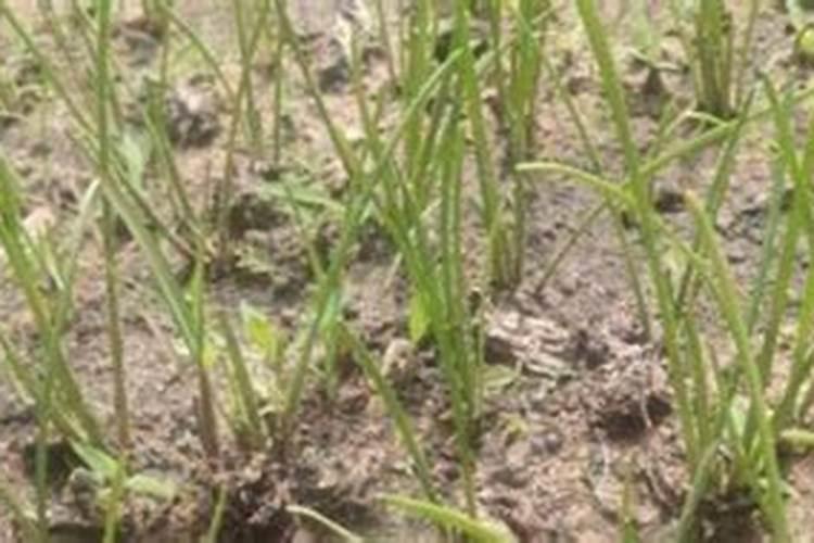 虾塘泼生石灰水后多久补菌补碳源