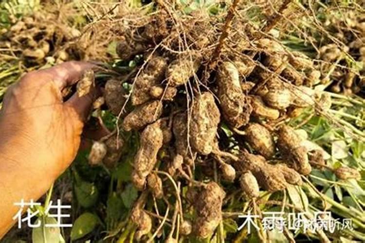 生石灰粉撒到地里多久可以种农作物