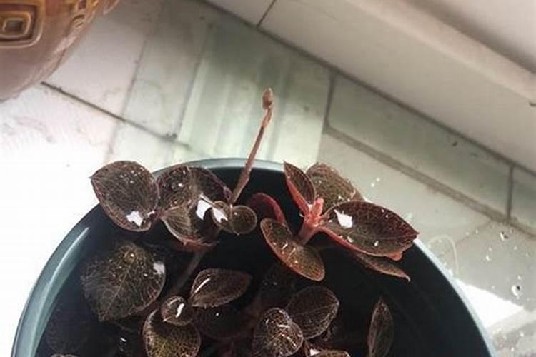 养花用什么肥料好？该怎么样选择？