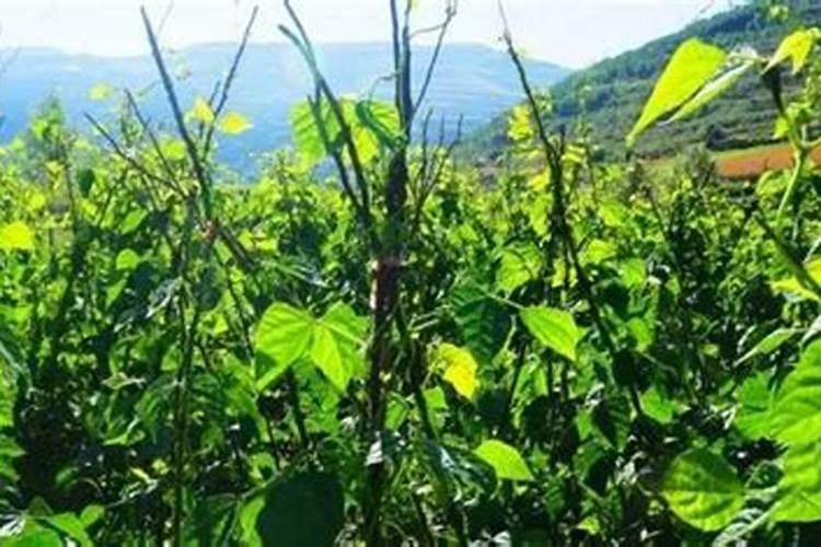 叶面肥多久被植物吸收