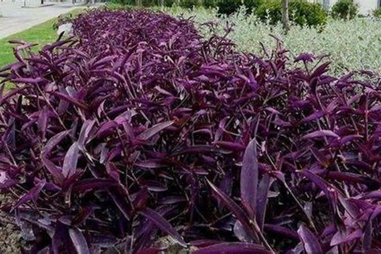 池塘种过莲藕的是否能养鱼