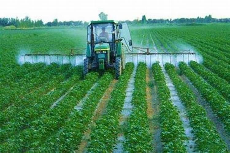 辣椒什么时候施用磷肥效果好？种植辣椒可以经常浇水吗？