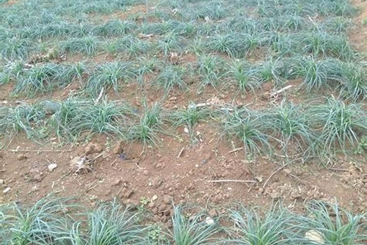 霜降后大蒜千万别偷懒!做好这2次追肥