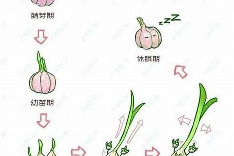 各位老师好,大蒜能用云苔素内酯