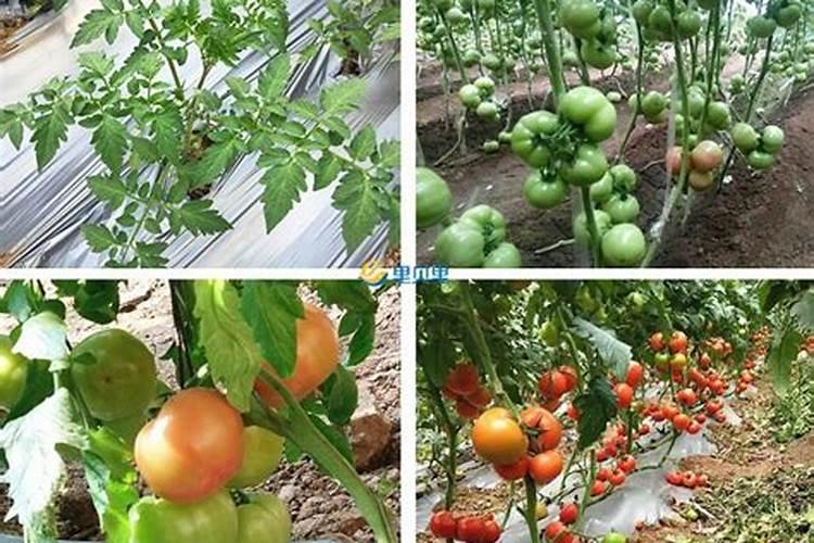 霜降是什么意思？