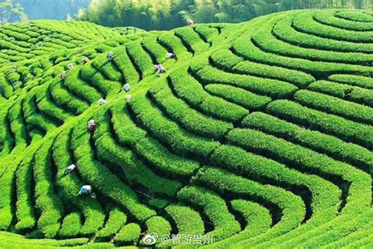 复合肥十大品牌排行榜复合肥十大品牌排行榜是