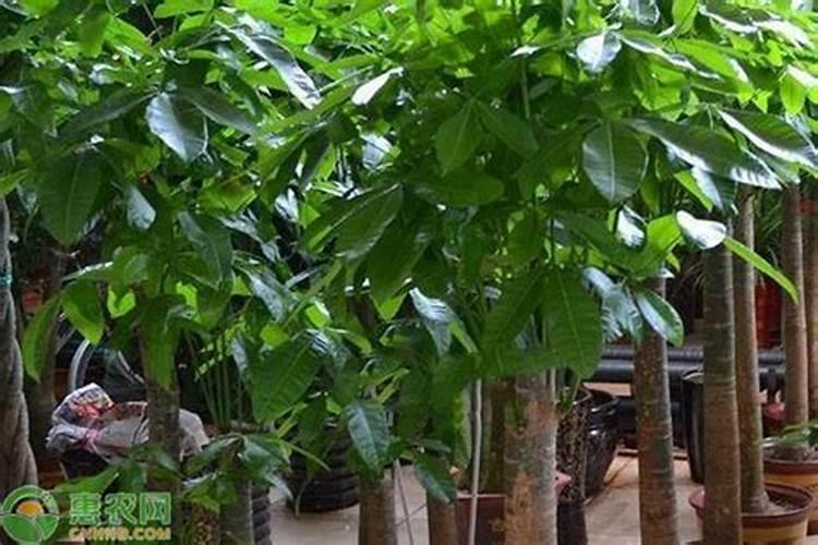 金银花用什么叶面肥好