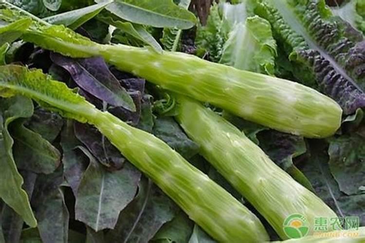 为使莴笋又粗又大应该用什么肥料