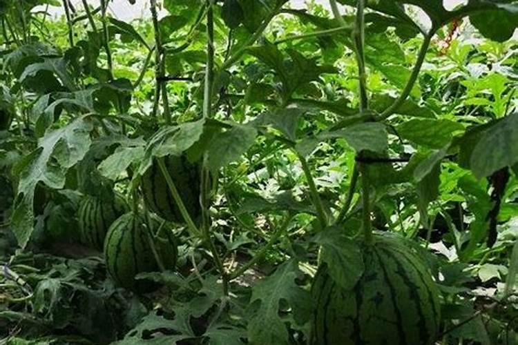 大棚甜瓜冲高钾水溶肥一亩冲多少合适瓜有鸡蛋大