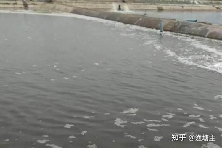 绿萝施什么肥最好 适合用什么肥料