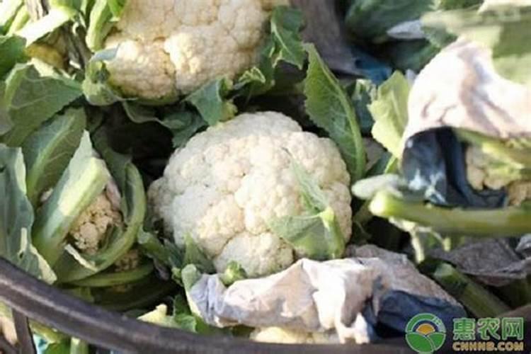 给萝卜喷施叶面肥有什么作用呢？哪种叶面肥效果好呢？