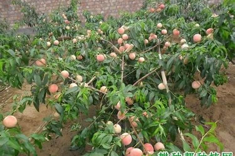 桃树施什么肥料最好