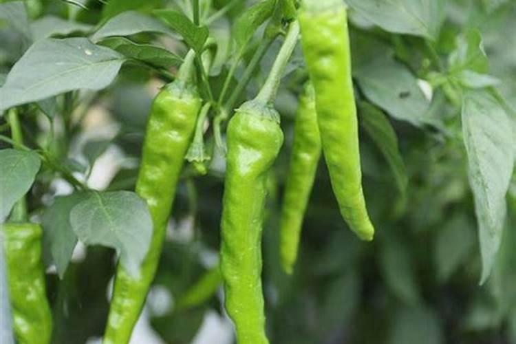 高产玉米化肥配方