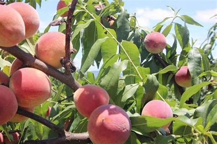 桃树苗栽的时候能不能施复合肥