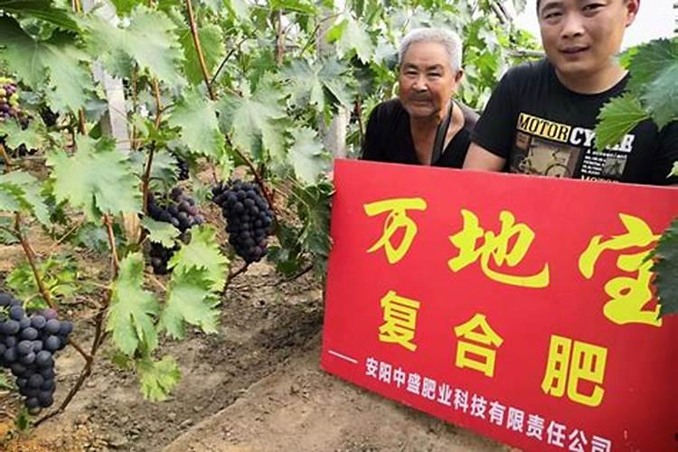 复合肥隔多久施肥