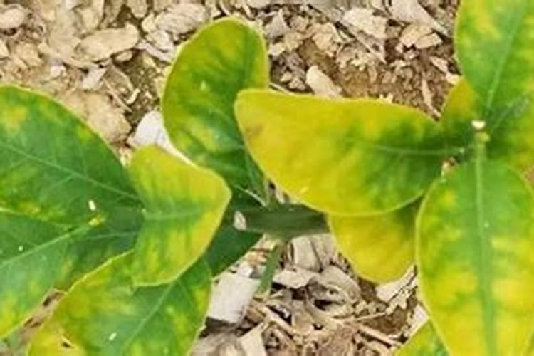 复合肥埋在土里多久就可以起效