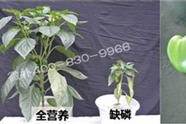 怎么让葡萄的根系健壮