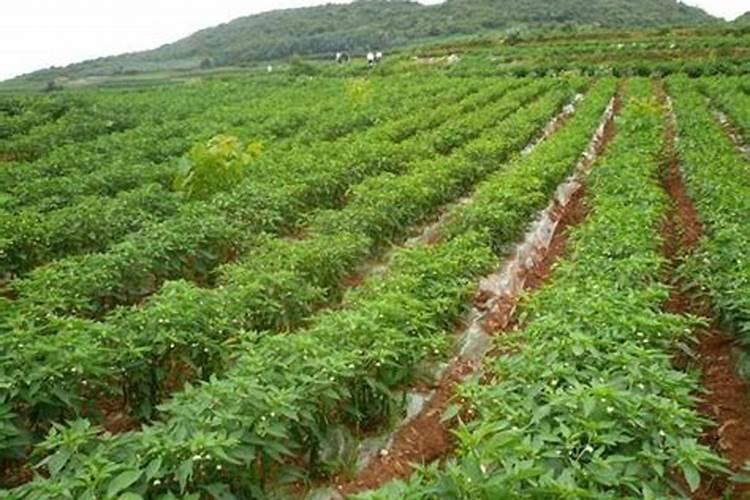 黄腐酸钾过量使用危害 如何正确使用