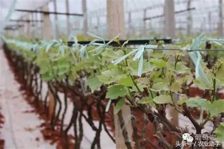 葡萄用什么肥料好