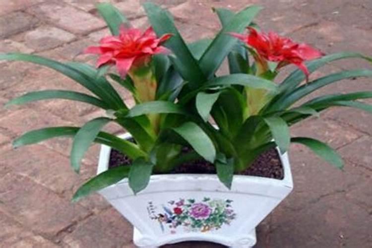 菜叶子上粘着像烟灰的虫子,是什么虫子？怎么去除？