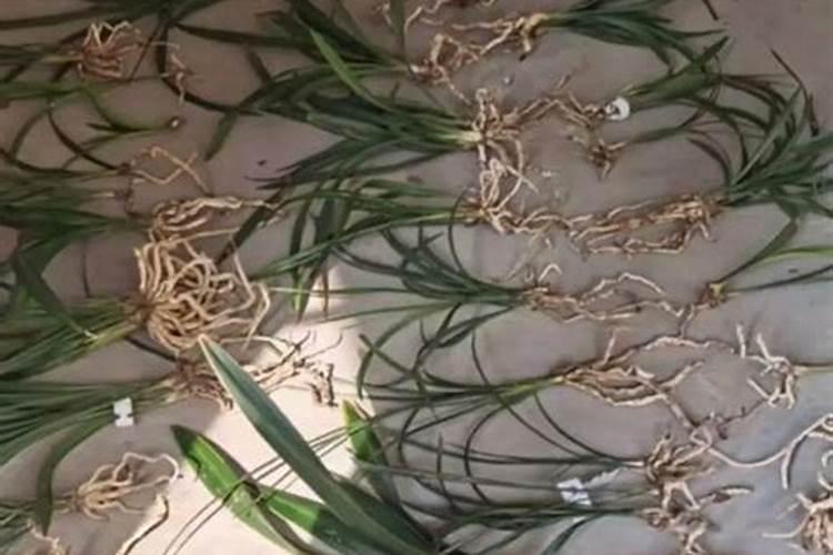 如何施用镁肥？