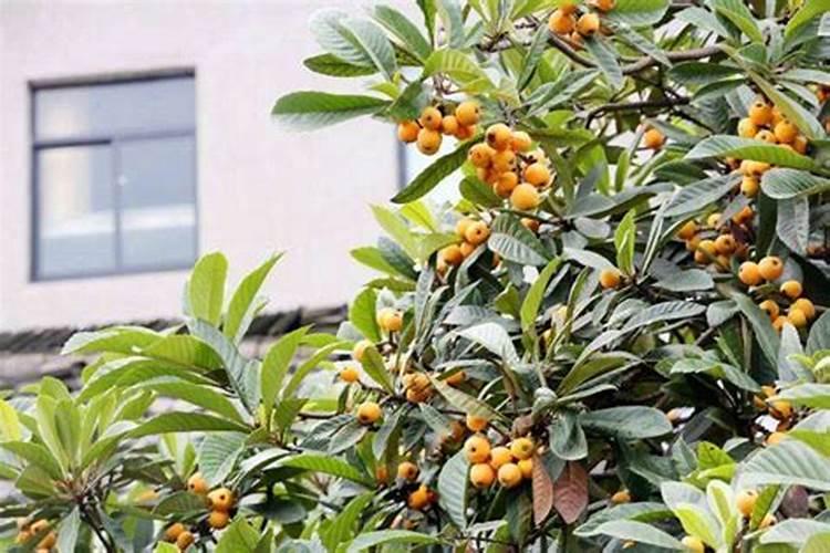 蚕豆最忌三种肥料