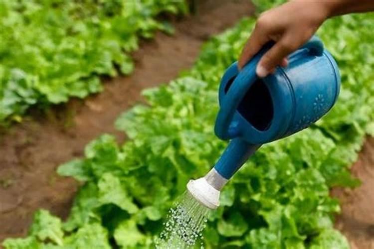 氮肥如何被植物吸收的