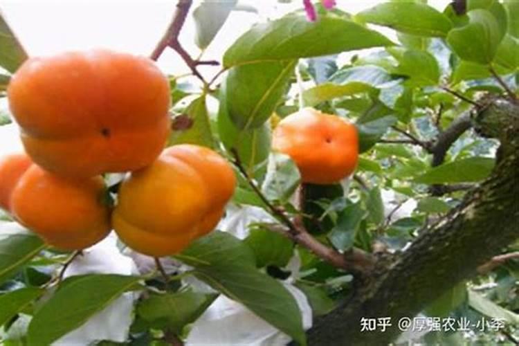 柿子树叶面肥几月施