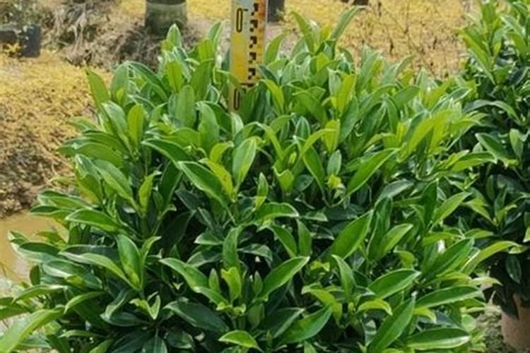 草莓出现僵果怎么解决？