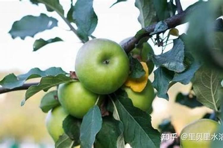 :8月份王林苹果使什么样化肥？