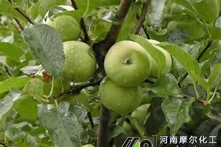 苹果树施肥时间,用什么水溶肥好