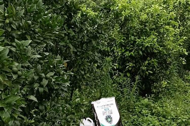樱桃花树施肥方法及时间是怎样的 樱桃花树施肥方法及时间