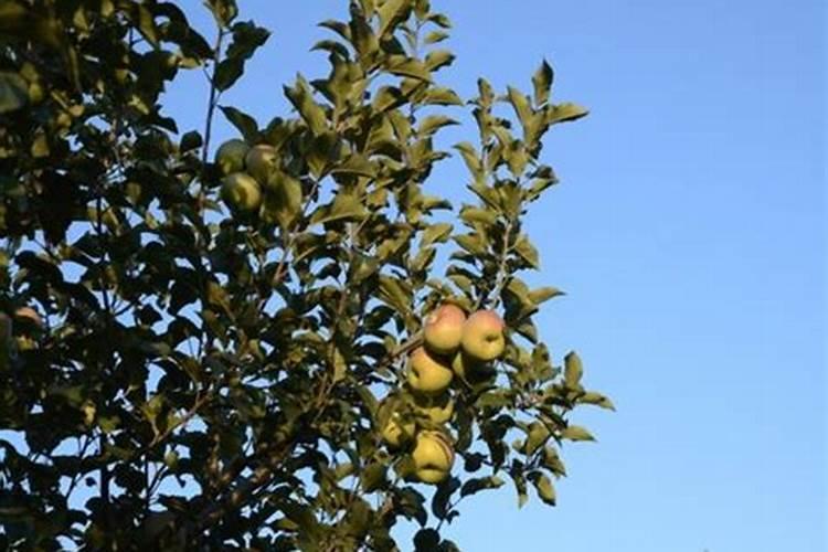 苹果树补钙几月份最好 苹果树补钙时间