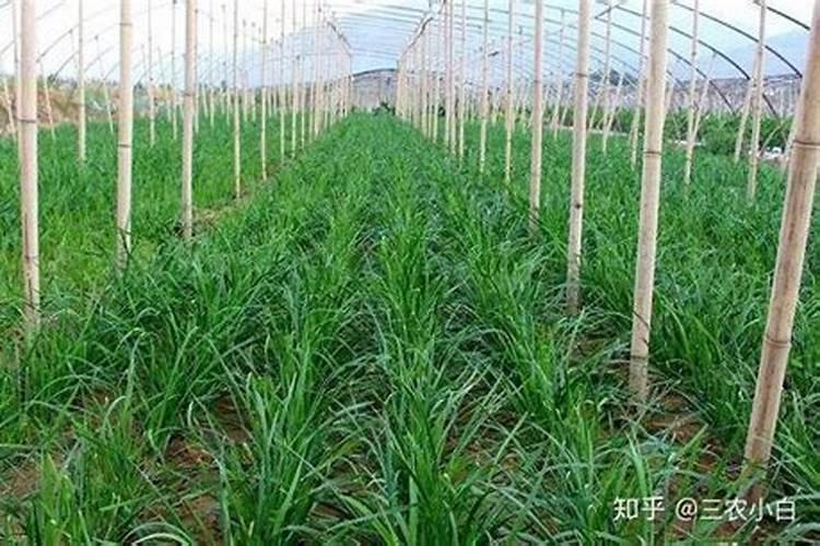 锌肥的作用及使用方法