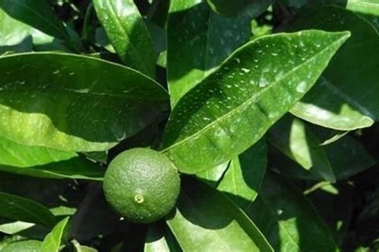 地栽蔷薇花种植方法和注意事项