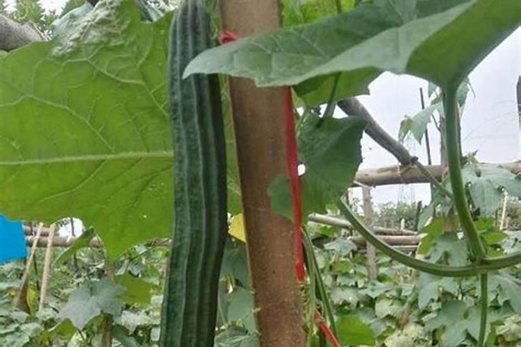 蛋壳加点醋,保你的花四季绿油油