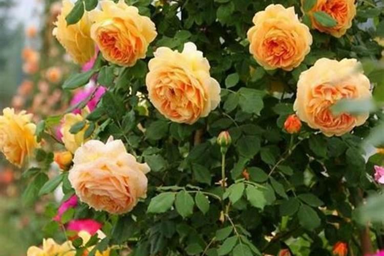 杨梅果实膨大管理技术 如何合理施肥