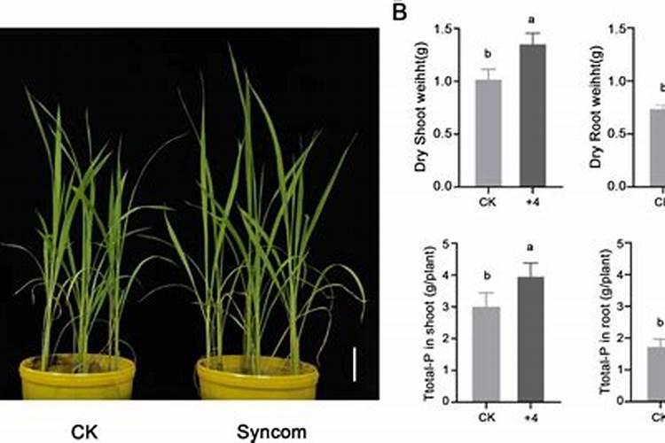 水稻一亩需要的氮磷钾
