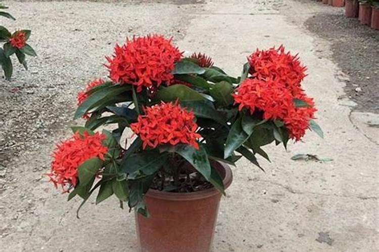 月季老桩长笋芽怎么处理