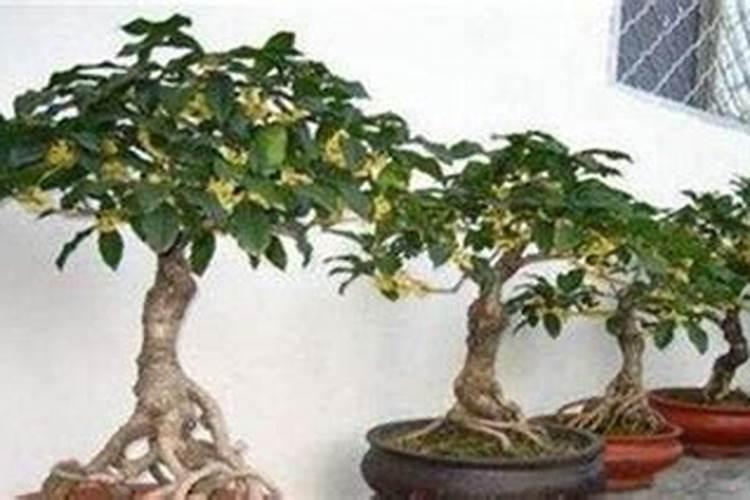 李子树秋季施什么肥料