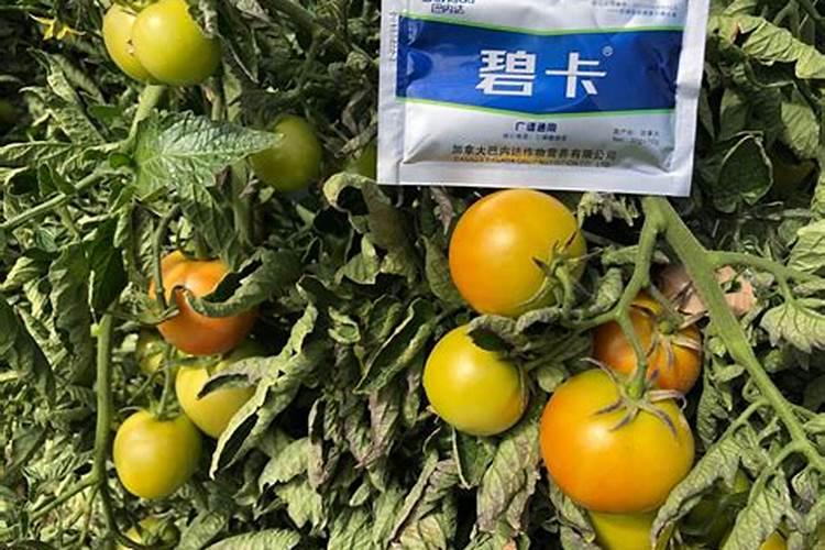 请教专家硫酸锌喷雾到水稻上能产生肥害吗？
