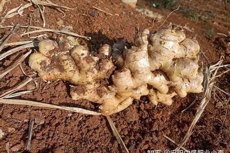 大姜的需肥特点是什么？种植大姜如何施肥？