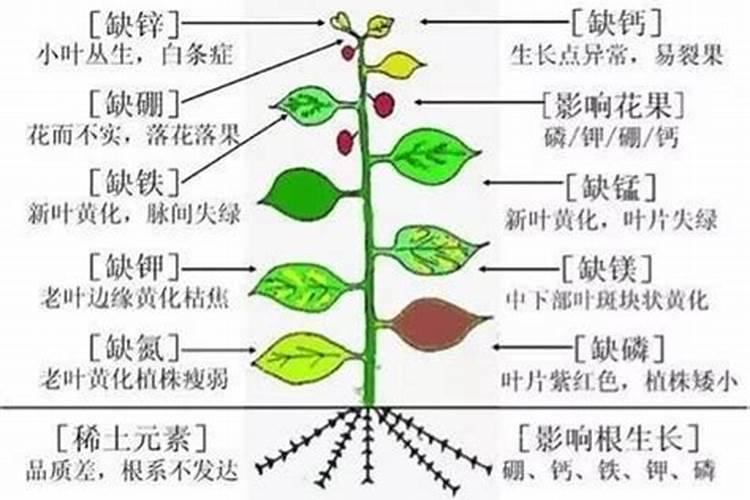 腐植酸肥料的原料是什么？谁知道呀,求助