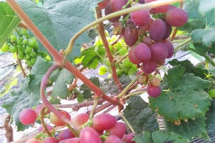 种菜用什么追肥长得快