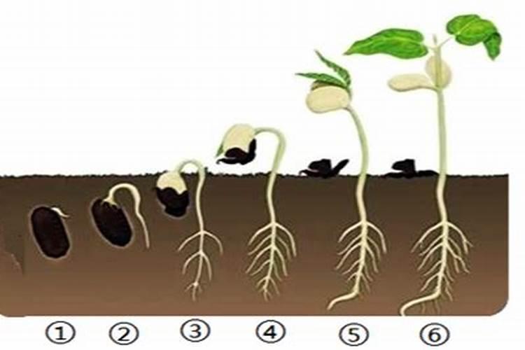 打药和施肥能同时进行吗