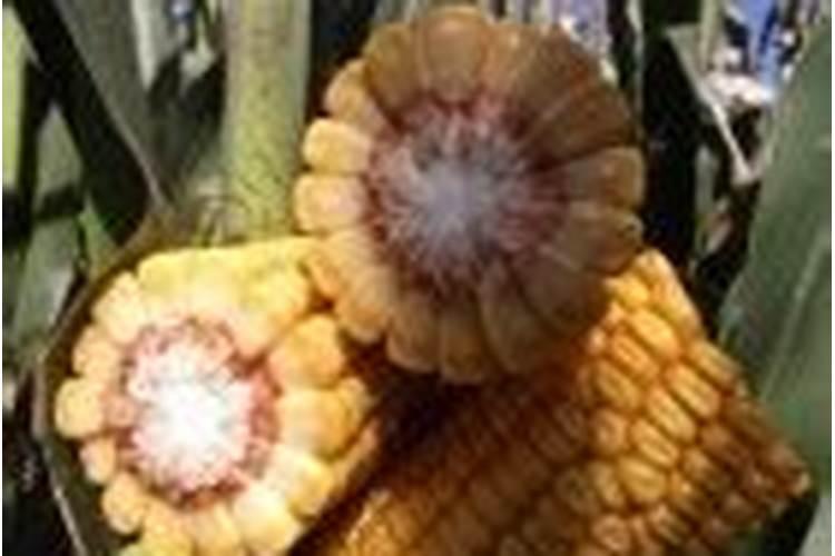 瓜蒌如何施肥