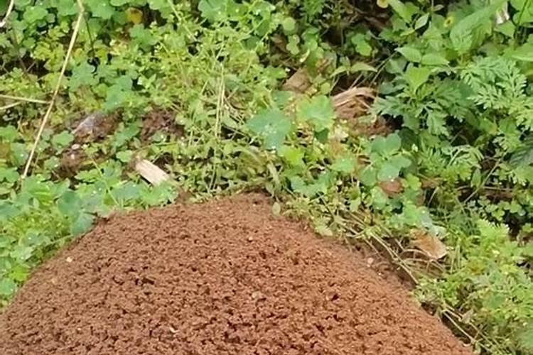 刚出芽的小葱能不能浇水？